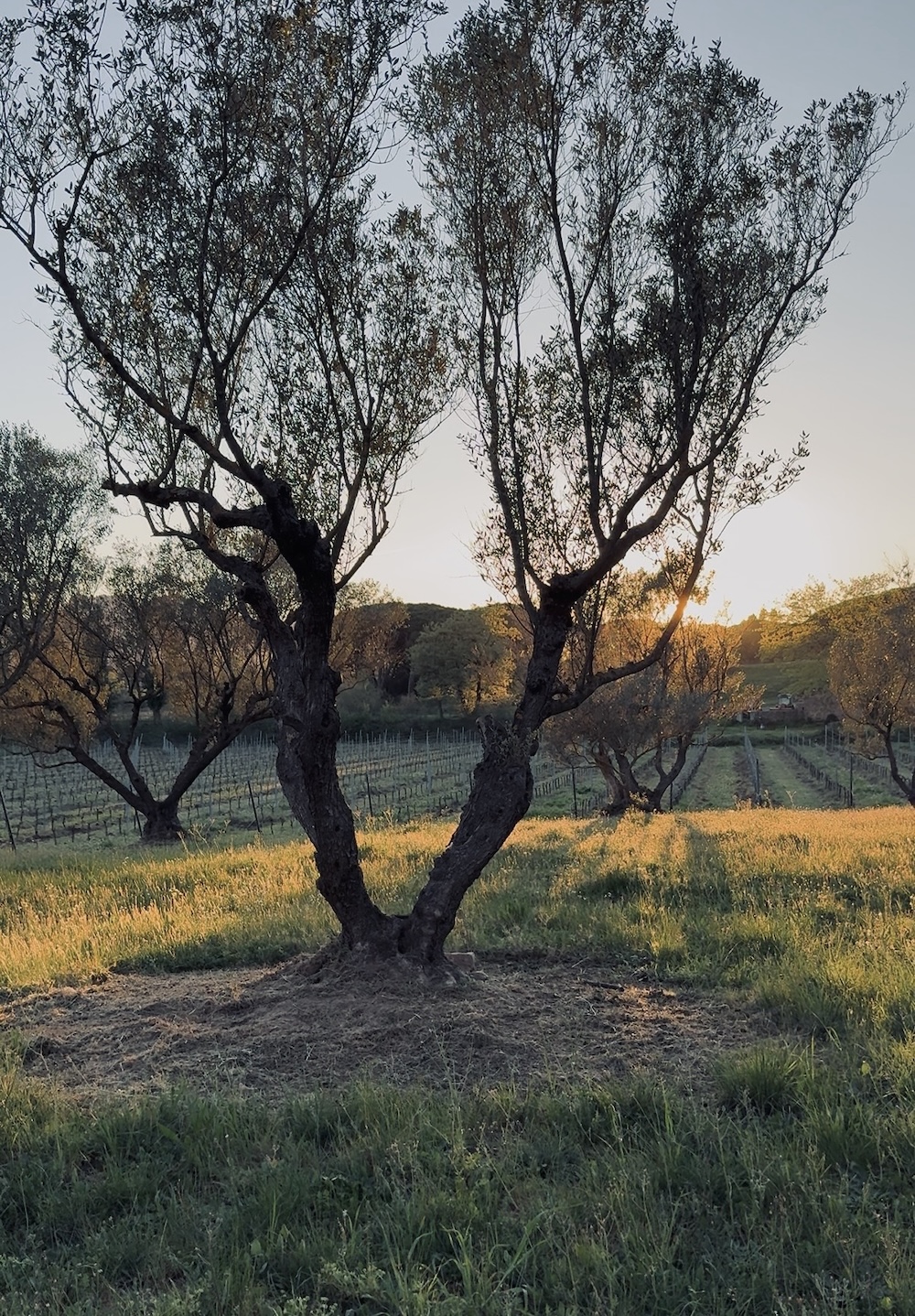 le champ d'oliviers, rocher de Roquebrune en fond