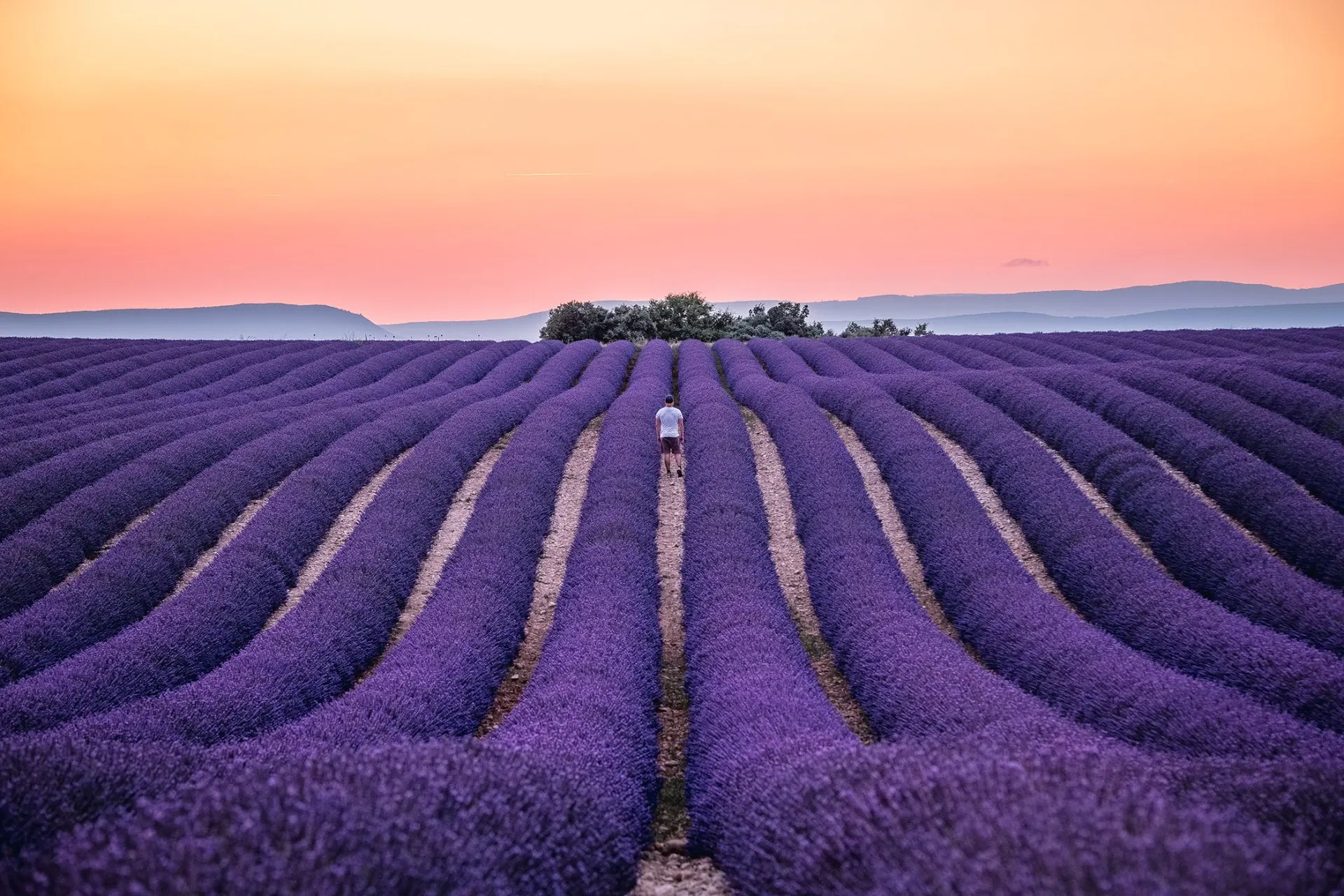 Le plateau de Valensole